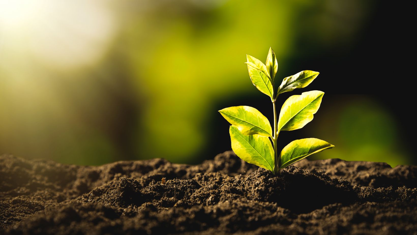 You are currently viewing Exploring the Types of Environment: Understanding Our Planet’s Diverse Ecosystems
